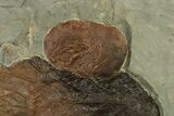 Plate with Two Fossil Leaves (Two Species) - Montana #269370-2